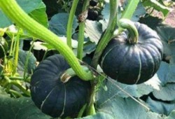 各类网红吃瓜视频去哪找,揭秘网络热点背后的故事