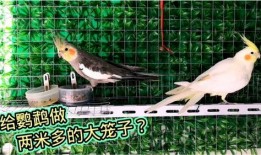 宠物大爆料鹦鹉视频,宠物大爆料视频带你领略智慧鸟儿风采
