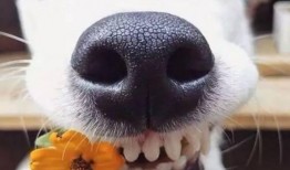 娱乐吃瓜酱埋狗