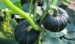 各类网红吃瓜视频去哪找,揭秘网络热点背后的故事