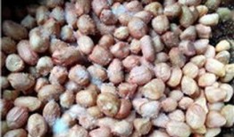 五香花生爆料视频大全,美味瞬间，香气四溢