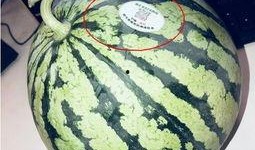 网红吃瓜西安,西安美食之旅