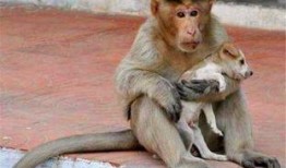 新西兰小猴子爆料视频,揭秘真实猴界生活