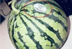 网红吃瓜 合集,盘点那些爆笑、惊悚、感人的瞬间