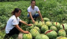 莒县网红吃瓜事件真相是真的吗,真相揭秘，还原事件始末