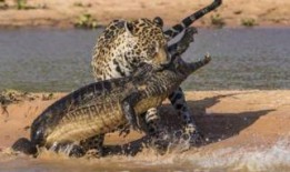 鳄鱼技能爆料怎么用的视频,揭秘视频中的实用技巧解析