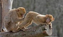 新西兰小猴子爆料视频,揭秘真实猴界生活